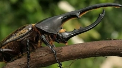 Najmočnejše žuželke